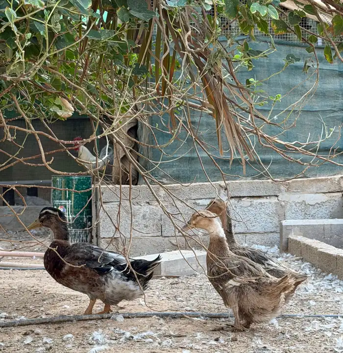 للبيع بط بيكيني مع شرشيري امهات وبشاير وفروخ 11