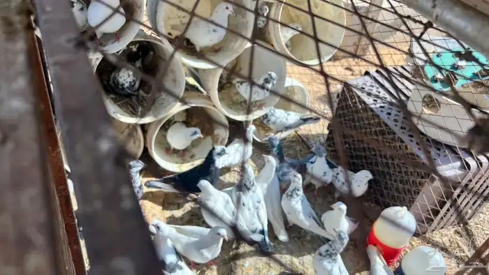 للبيع عشة حمام مشكل 5