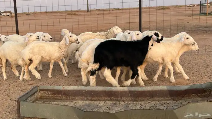 رخال حريات 3