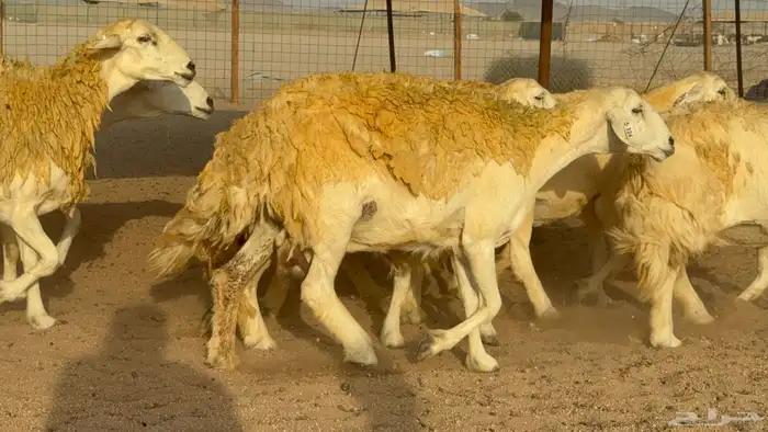 سلام عليكم ورحمة الله وبركاته 11