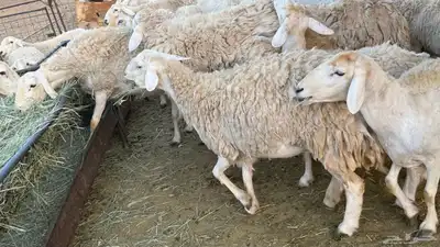 حري صنف حرش index