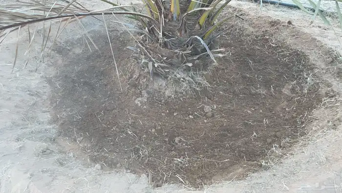 للبيع اعلاف تمور 3000 كيس 14