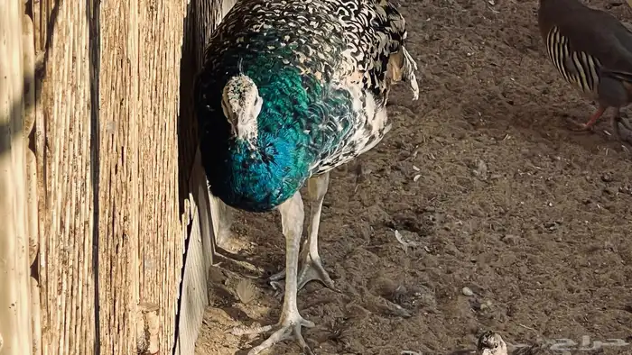 طاووس جوز بلاك شولدر للبيع في بيشة 7