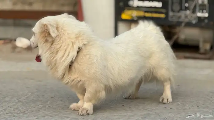 كلب انتى رجل قصير 0