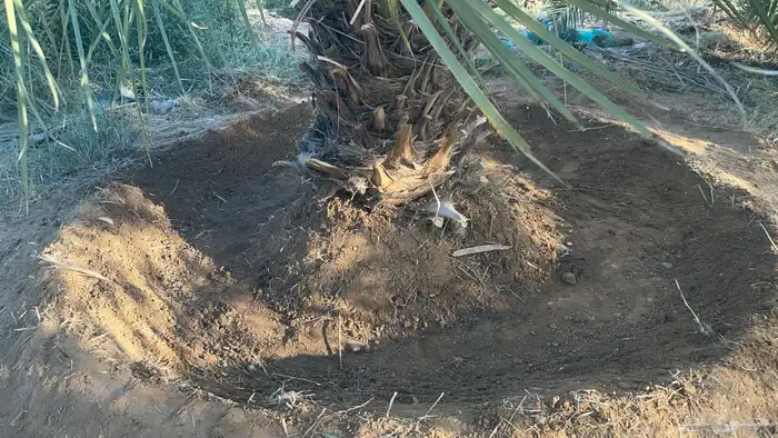 للبيع اعلاف تمور 3000 كيس 21