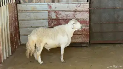 خروف فحل صنف index