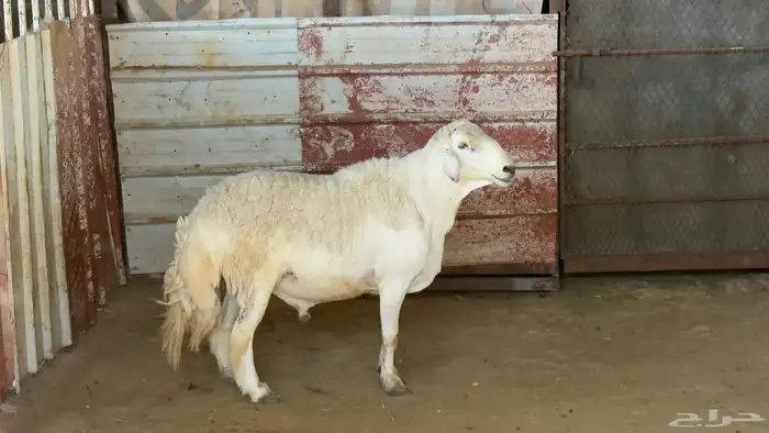 خروف فحل صنف مشروط 2