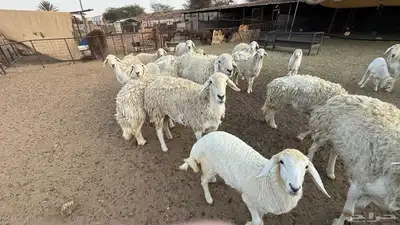 حري صنف حرش index