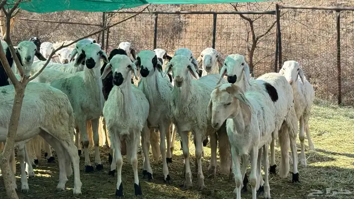 طليان سواكني مخصاه شحم 3