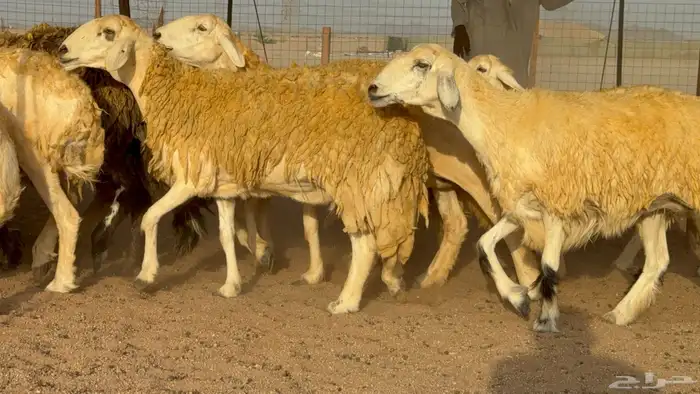 سلام عليكم ورحمة الله وبركاته 12