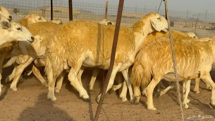 سلام عليكم ورحمة الله وبركاته 9