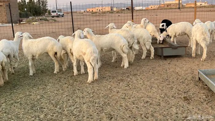 رخال حريات 6