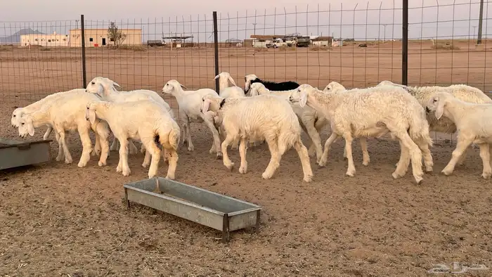 رخال حريات 5