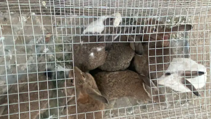 للبيع أرانب أيطالي 7أناثي دفيع 2