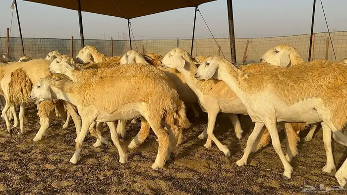 رخال حرية حرش درجة اولى 6