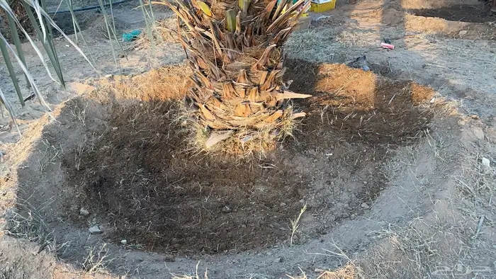 للبيع اعلاف تمور 3000 كيس 16