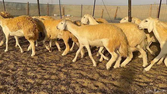 رخال حرية حرش درجة اولى 7