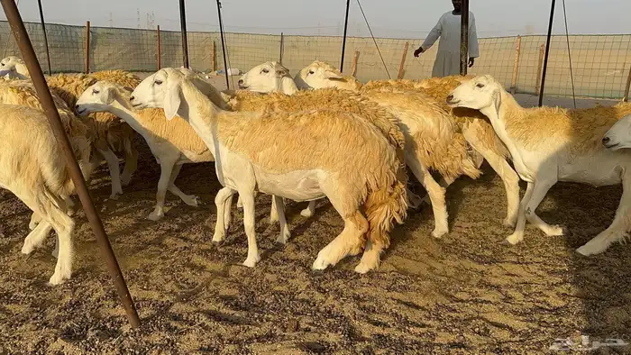 رخال حرية حرش درجة اولى 9