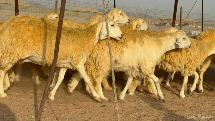 سلام عليكم ورحمة الله وبركاته 10