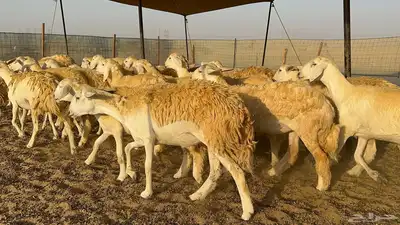 رخال حرية حرش درجة اولى index