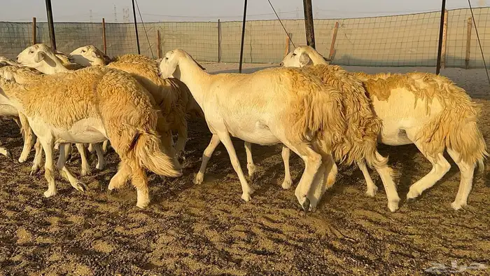 رخال حرية حرش درجة اولى 2