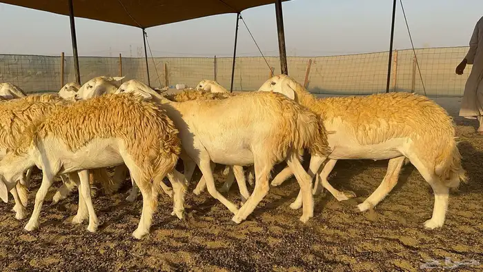 رخال حرية حرش درجة اولى 4