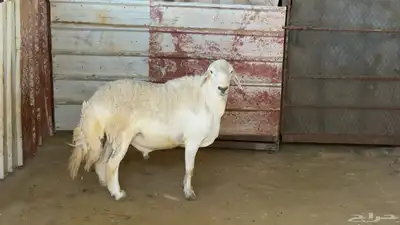 خروف فحل صنف index