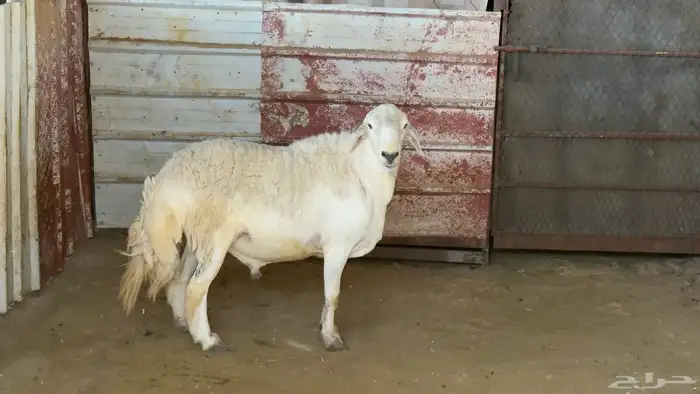 خروف فحل صنف مشروط 0