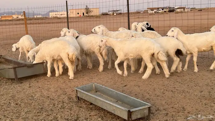 رخال حريات 2