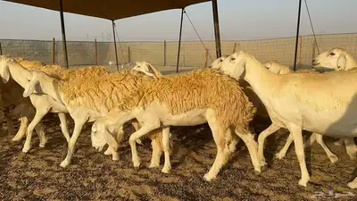 رخال حرية حرش درجة اولى index