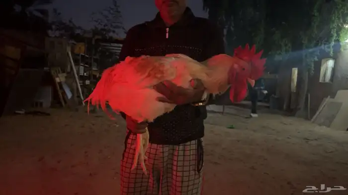 ديك امبرلينك ( العملاق ) 1