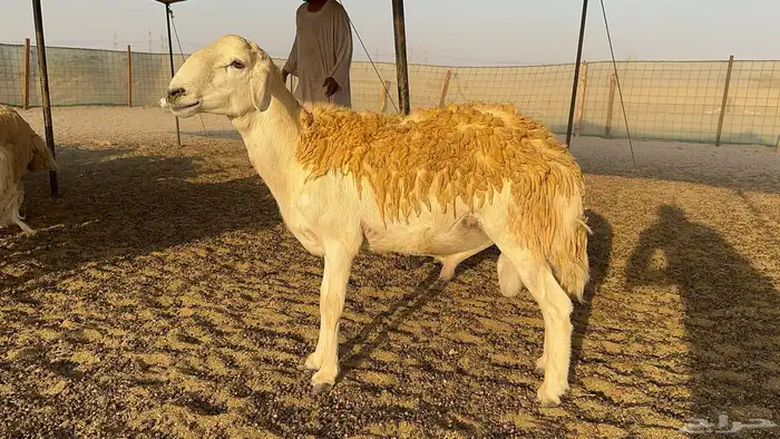 رخال حرية حرش درجة اولى 3