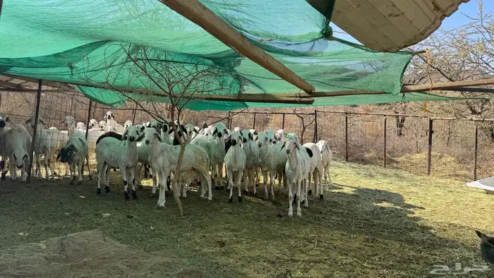 طليان سواكني مخصاه شحم 2