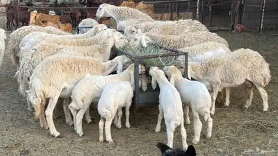 حري صنف حرش index