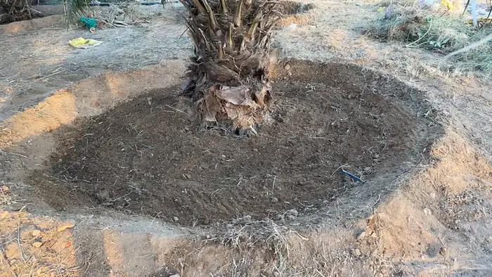 للبيع اعلاف تمور 3000 كيس 15