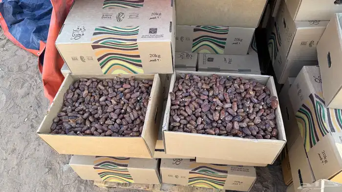 تمر برني عادي الحجر 4