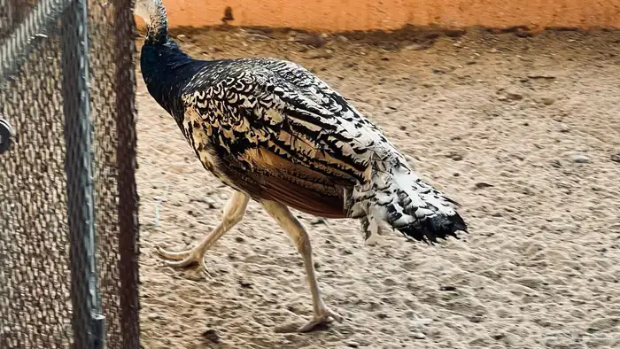 طاووس جوز بلاك شولدر للبيع في بيشة 6