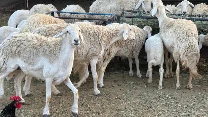 حري صنف حرش 0