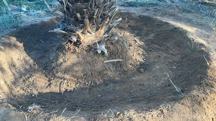 للبيع اعلاف تمور 3000 كيس 20