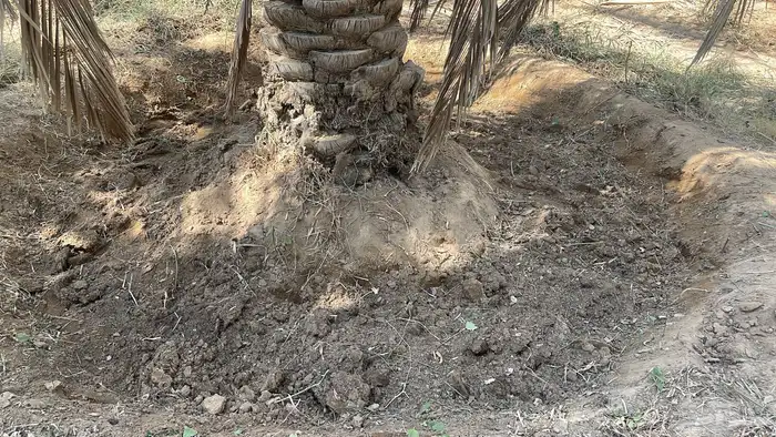 للبيع اعلاف تمور 3000 كيس 6