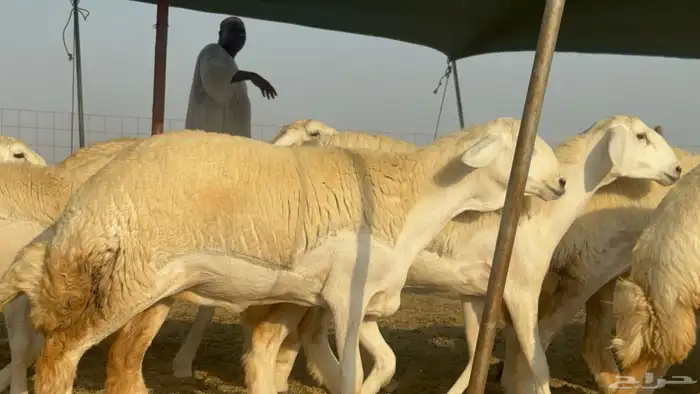 رخال حريات حرش مضاريع صنف عددها 41 20