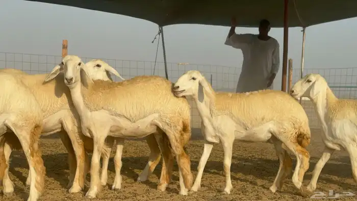 رخال حريات حرش مضاريع صنف عددها 41 3