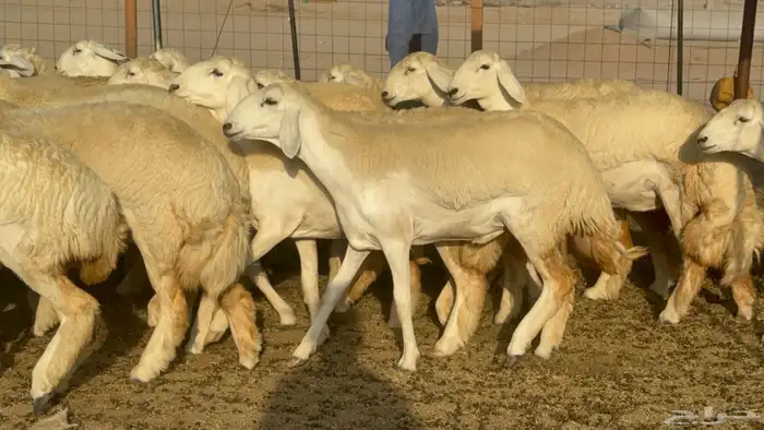 رخال حريات حرش مضاريع صنف عددها 41 2