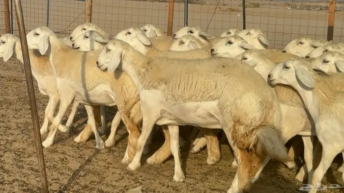 رخال حريات حرش مضاريع صنف عددها 41 1