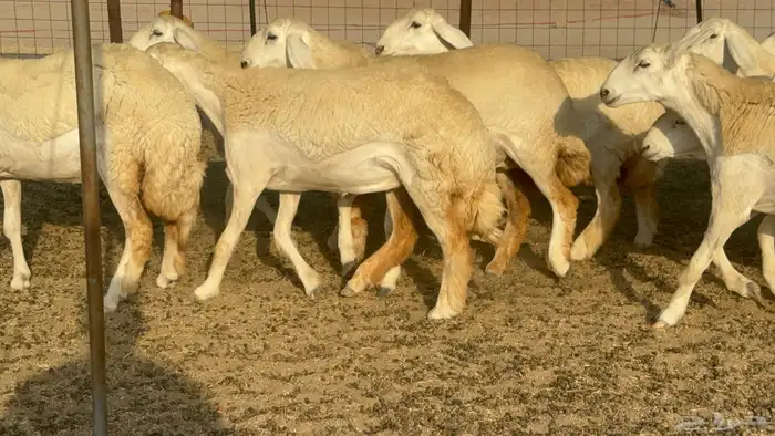 رخال حريات حرش مضاريع صنف عددها 41 16