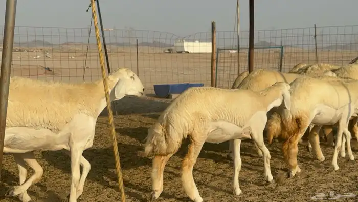 رخال حريات حرش مضاريع صنف عددها 41 28