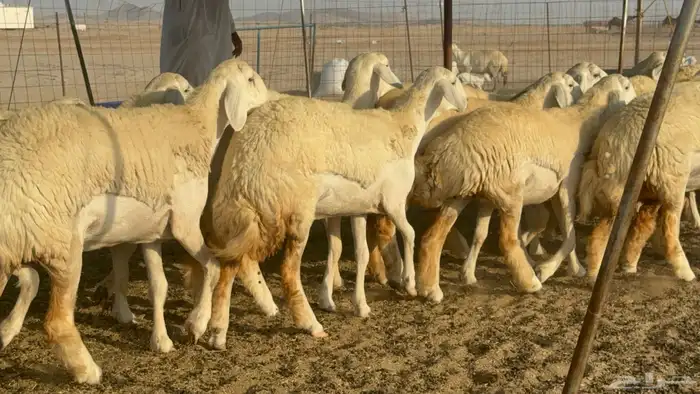 رخال حريات حرش مضاريع صنف عددها 41 10