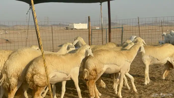 رخال حريات حرش مضاريع صنف عددها 41 21