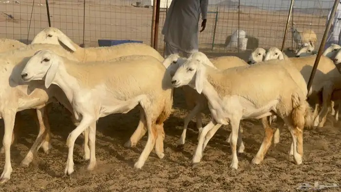 رخال حريات حرش مضاريع صنف عددها 41 12