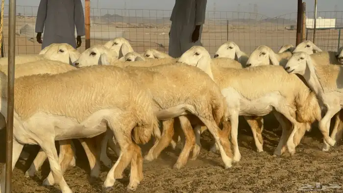 رخال حريات حرش مضاريع صنف عددها 41 6